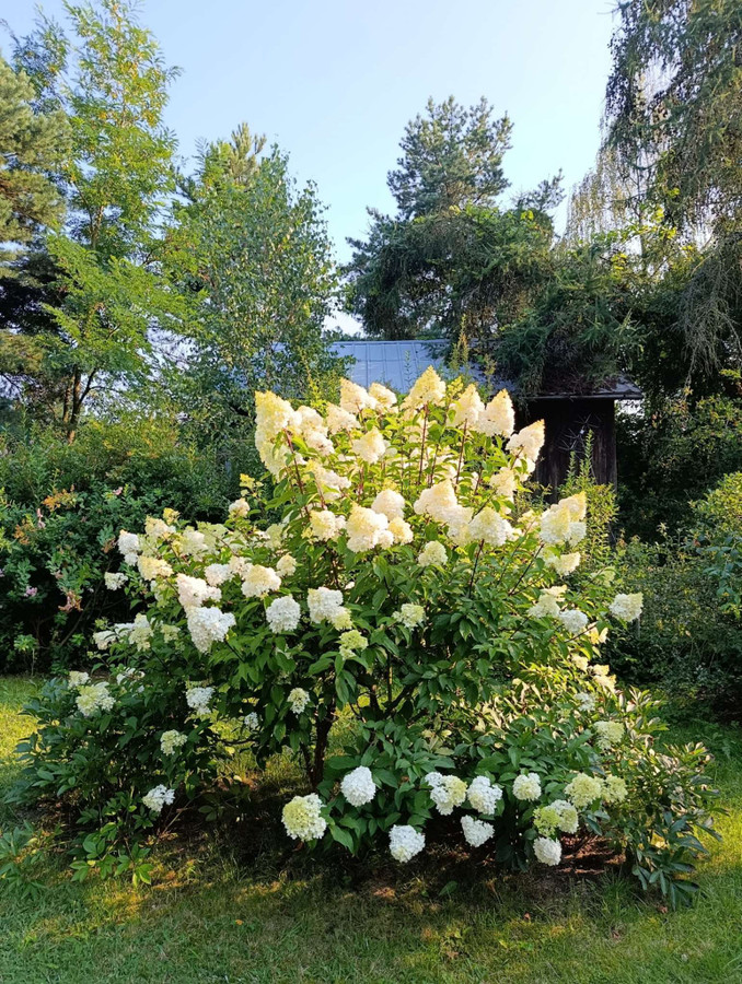 Sprzedam prawa do działki ROD \"Żuraw\" - Widok 5