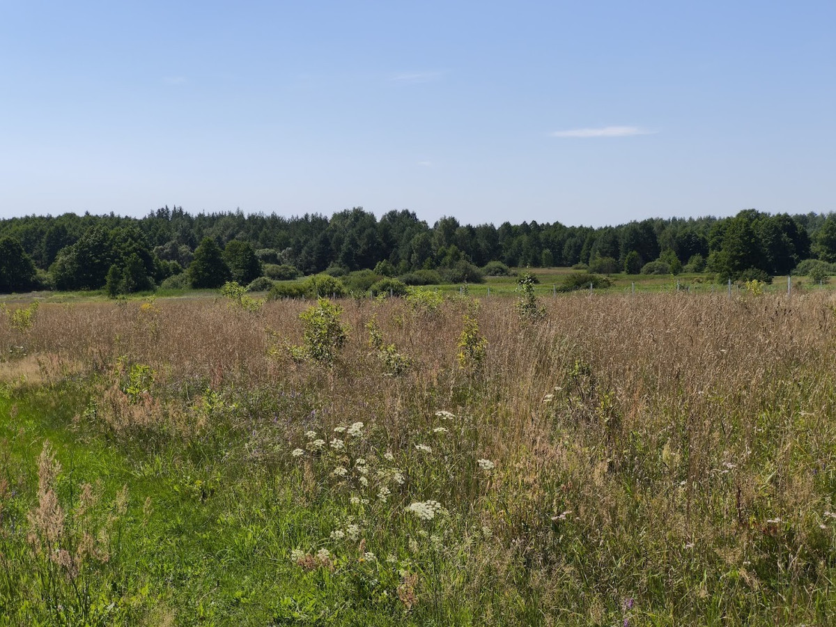 Działka na Podlasiu z bezpośrednim dostępem do brzegu rzeki Narewki i widokiem n - Widok 4