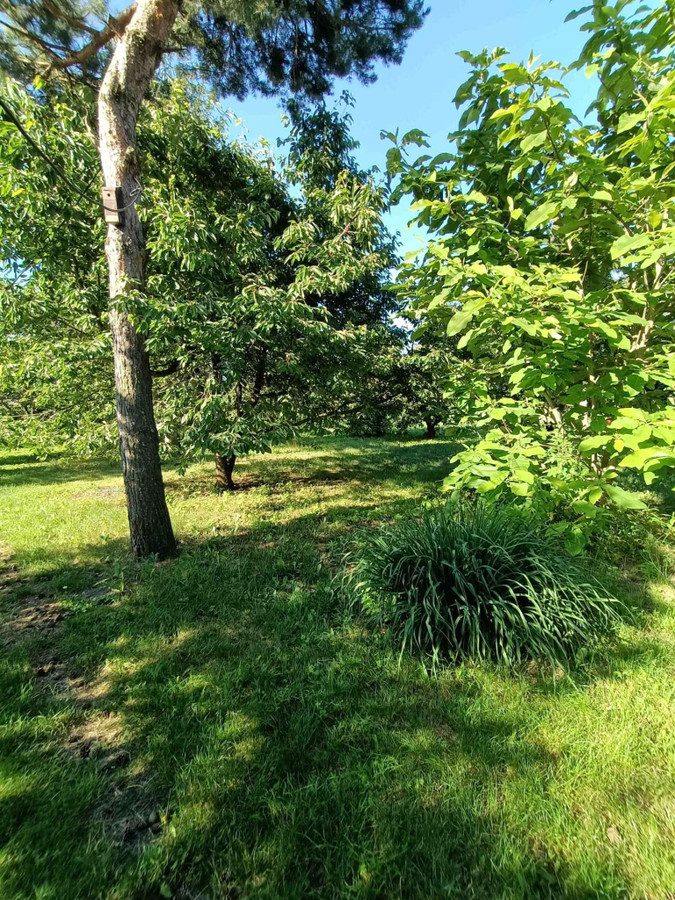 Sprzedam dużą, malowniczą działkę z domkiem we wsi Brzeźce koło Białobrzegów Rad - Widok 2