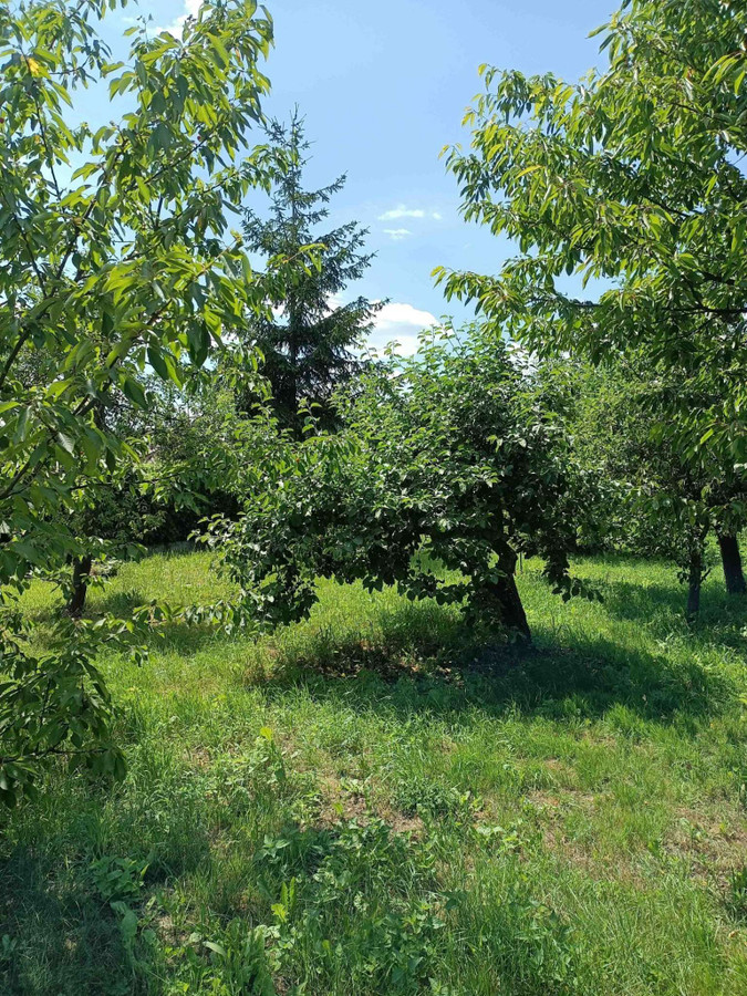 Sprzedam dużą, malowniczą działkę z domkiem we wsi Brzeźce koło Białobrzegów Rad - Więcej