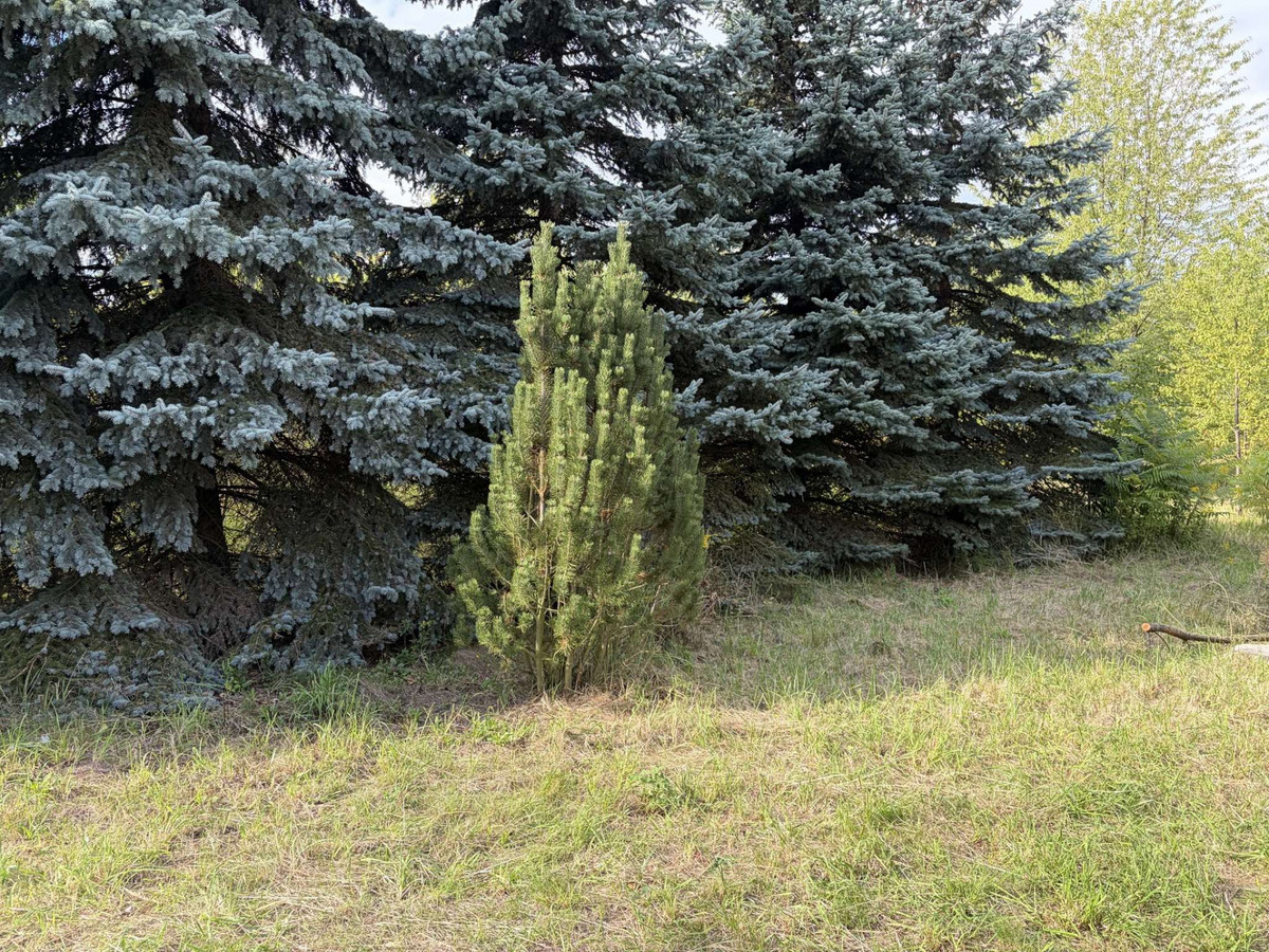 Wyjątkowa działka z dojrzałym starodrzewem - Głowno | prywatność | prestiż | nat - Widok 4