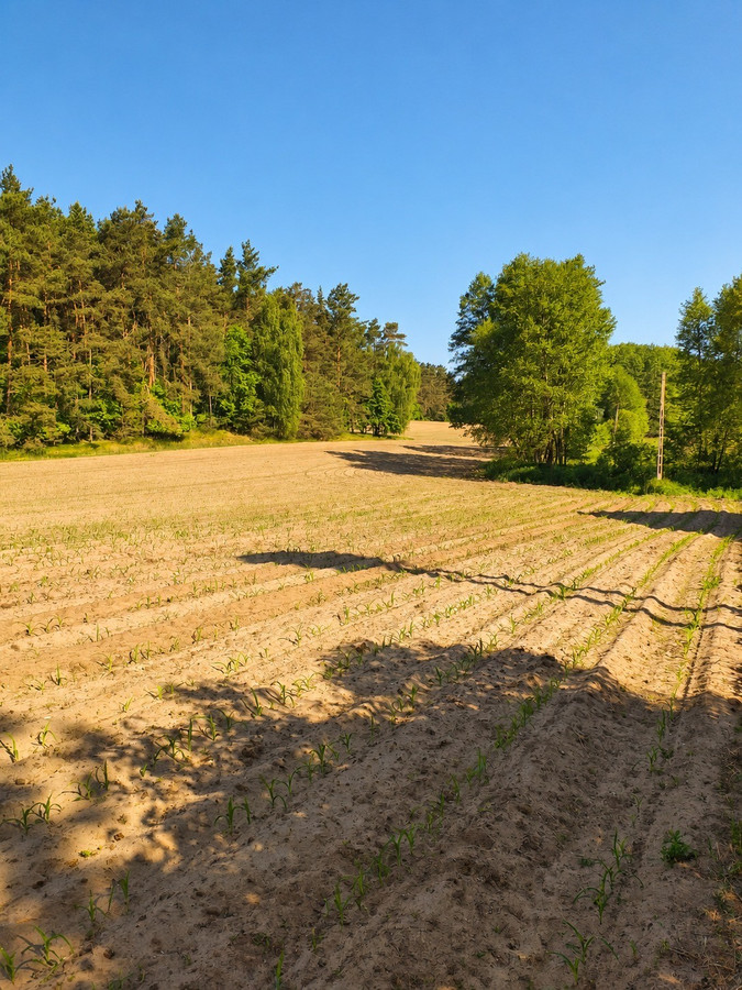 Urokliwa działka przy lesie, WZ - Widok 4