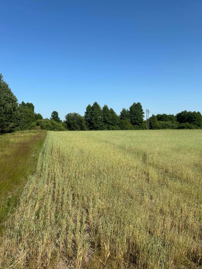 pakiet gruntów rolnych i leśnych w m. Bużyska, gm. Korczew - Widok 3