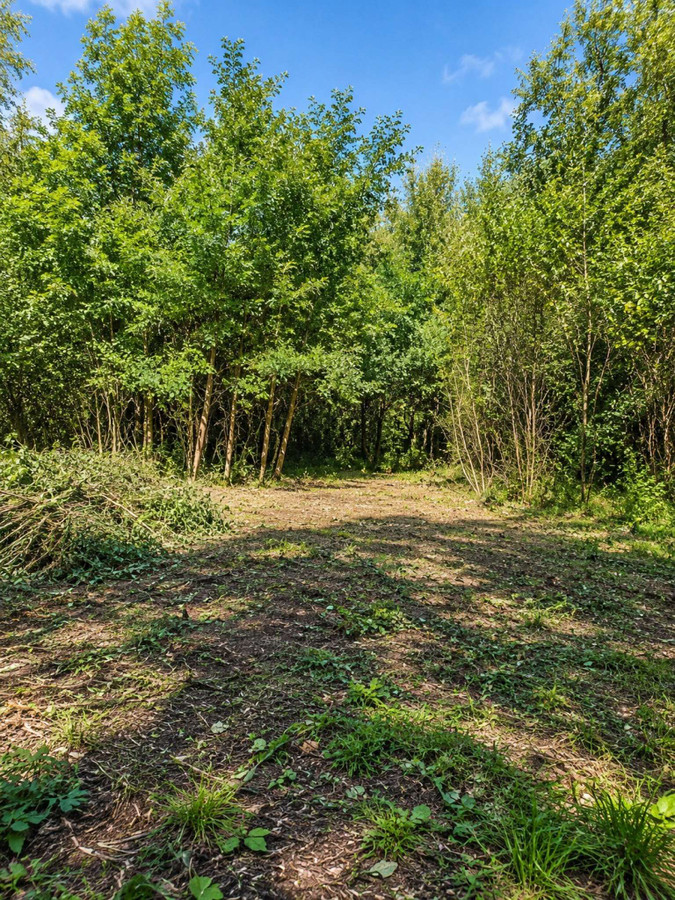 Włosań | Działka pod dom w otoczeniu drzew. Bez prowizji - Widok 3