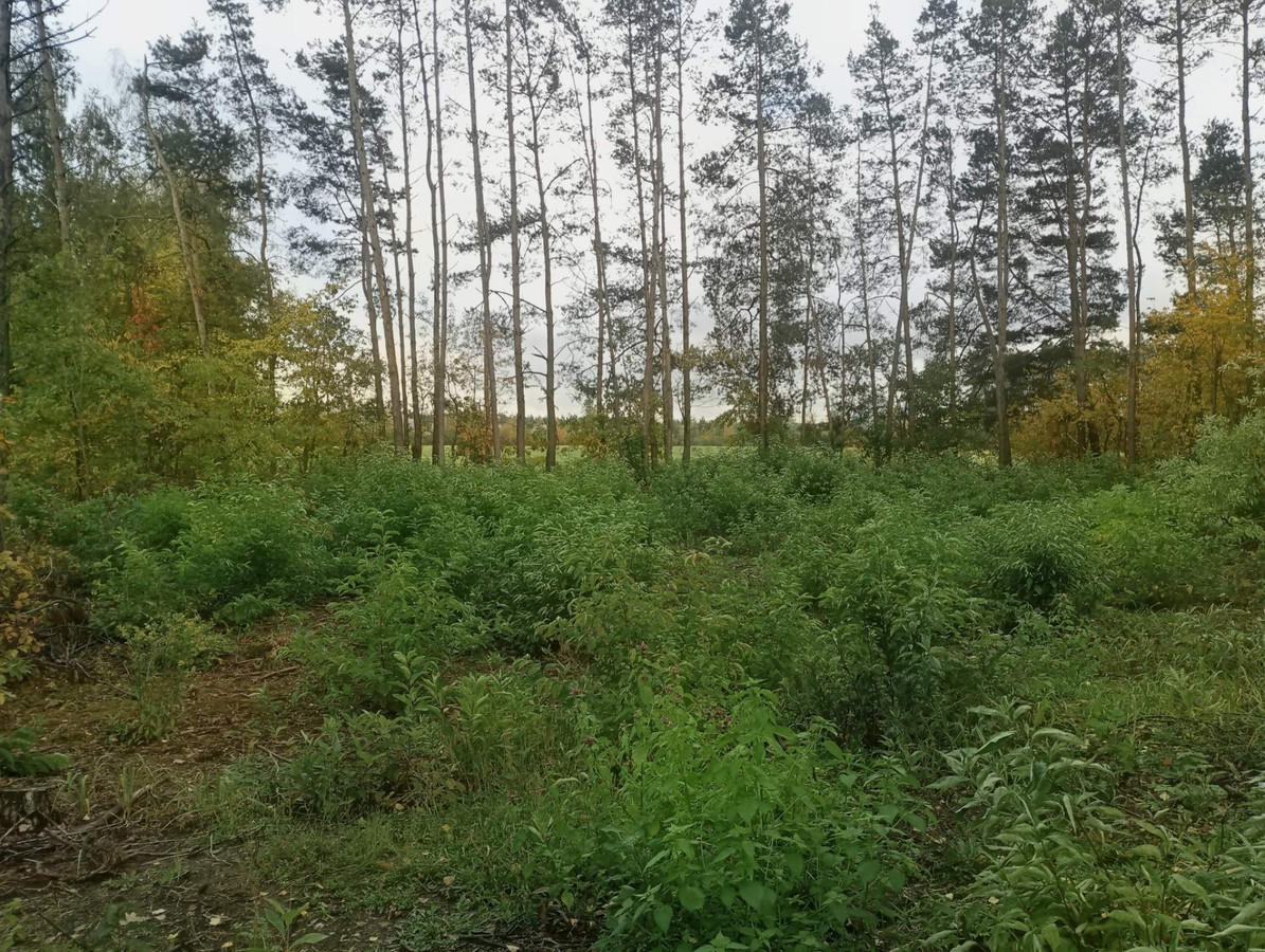 Sprzedam działkę 1119m² MPZP (pozwolenie na budowę) - Więcej