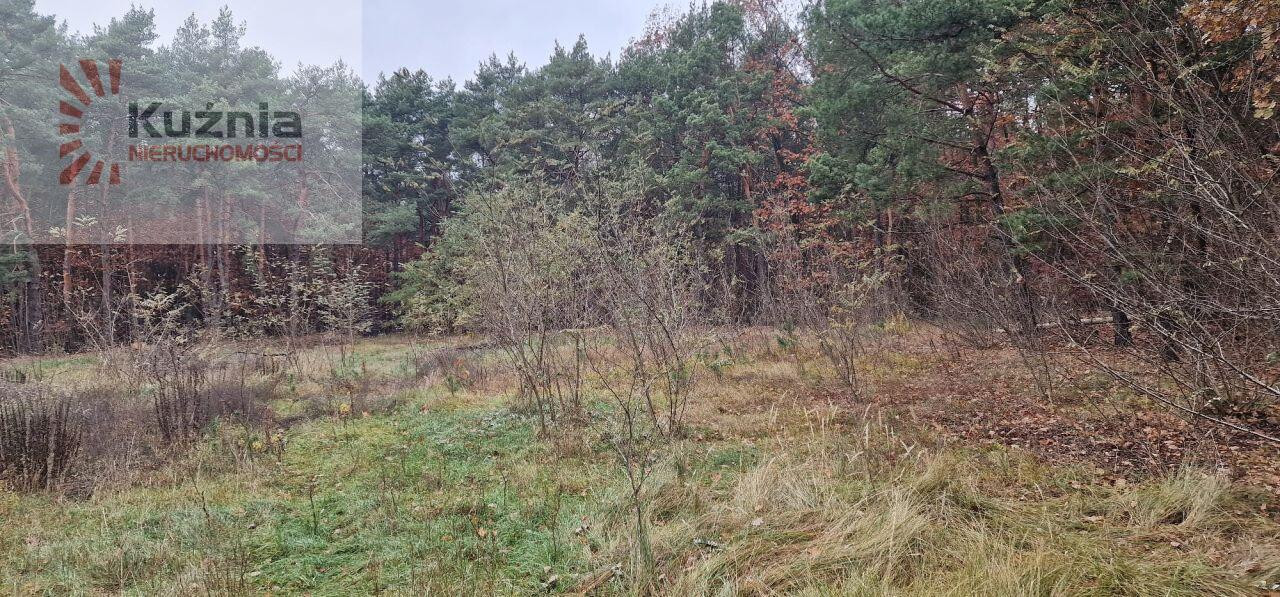 Działka budowlana 2300 m² i leśna 1700 m² – Falenica - Widok 5