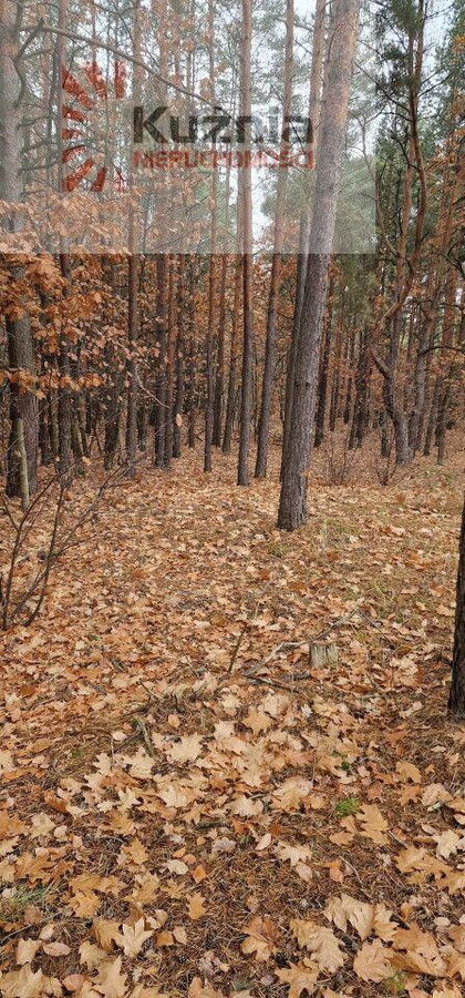 Działka budowlana 2300 m² i leśna 1700 m² – Falenica - Więcej