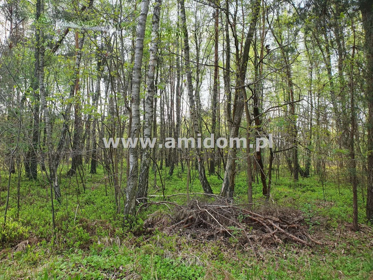 Zagościniec/Perkowizna, działka na sprzedaż - Widok 2