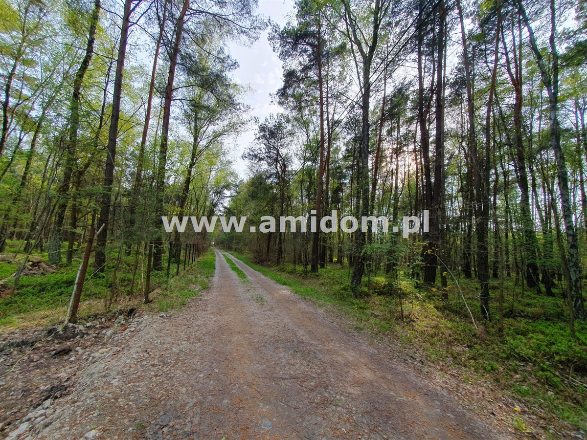 Zagościniec/Perkowizna, działka na sprzedaż - Widok 4