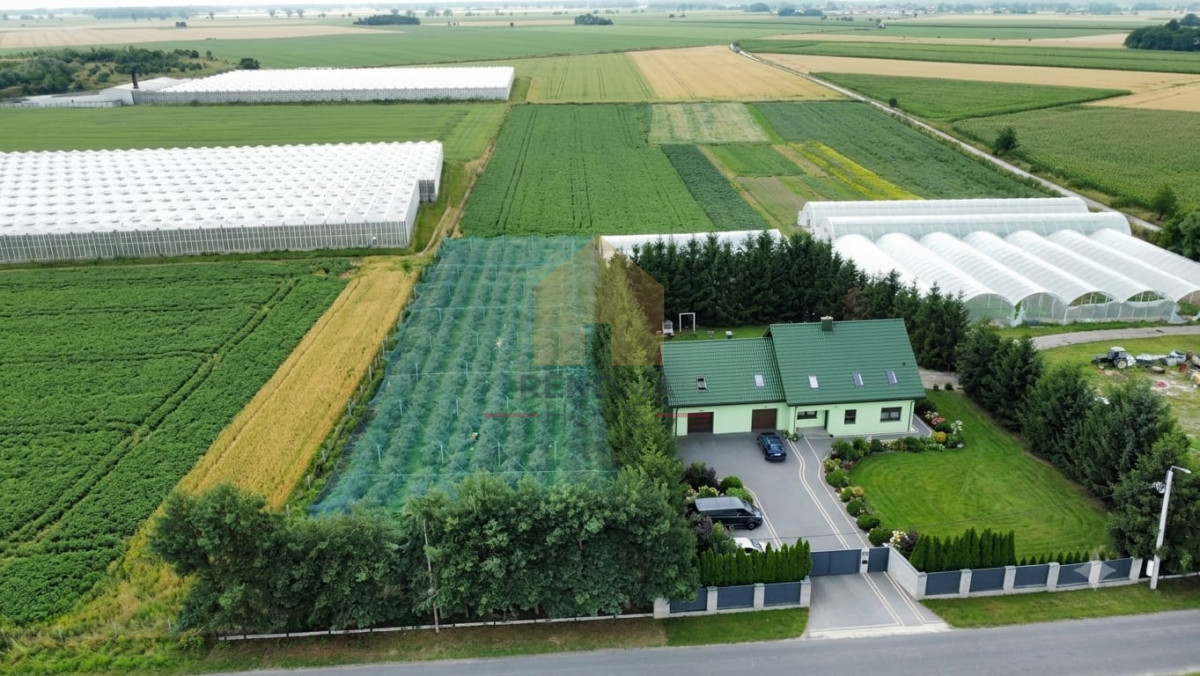 Działka budowlana z plantacją borówek gratis - Widok 5