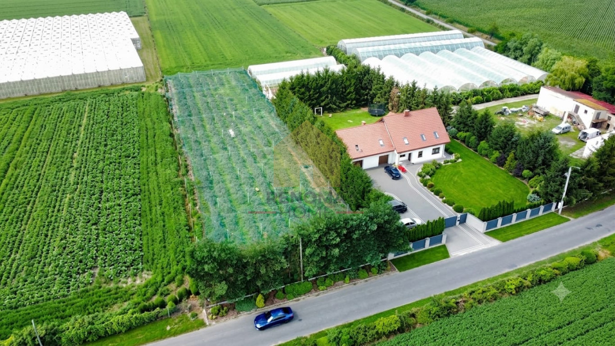 Działka budowlana z plantacją borówek gratis - Widok 4