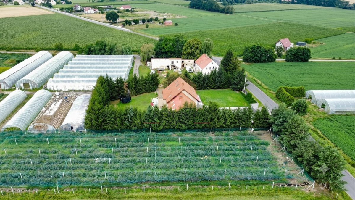 Działka budowlana z plantacją borówek gratis - Widok 3